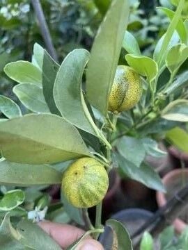 Alacalı Calamondin Fidanı - Dekoratif ve Kokulu Narenciye