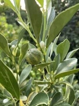 Alacalı Calamondin Fidanı - Dekoratif ve Kokulu Narenciye