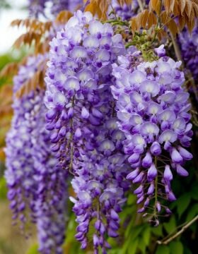 Mor Salkım Fidanı (Wisteria sinensis)