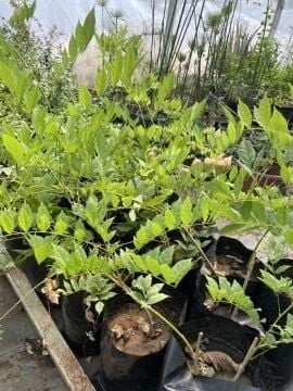 Mor Salkım Fidanı (Wisteria sinensis)