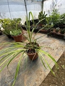 Efe Püskülü (Liatris spicata)