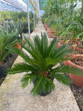Sikas Palmiyesi (Cycas revoluta)