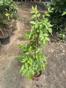 Wampee Fidanı (Clausena lansium) (100-140)