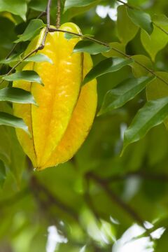 Yıldız Meyvesi Fidanı (Carambola)