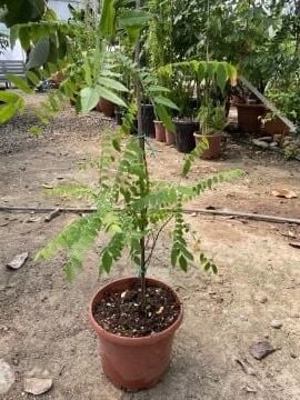 Yıldız Meyvesi Fidanı (Carambola)