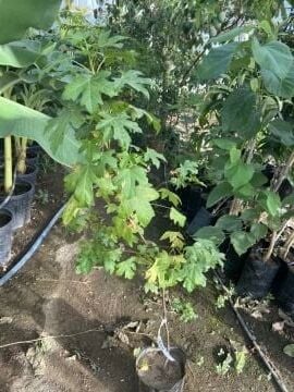 Sığla Ağacı Fidanı (Liquidambar orientalis) – Anadolu’nun Kokulu Hazinesi