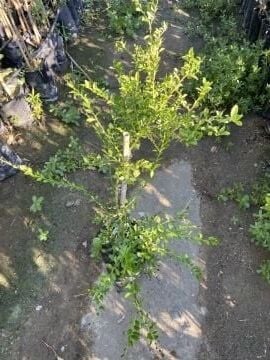 Red Champagn (Havyar Limon) (Finger Lime) Fidanı