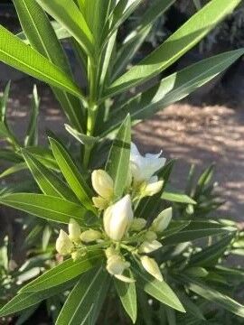 Beyaz Zakkum Fidanı (30-60cm)