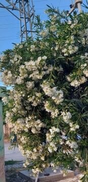 Beyaz Zakkum Fidanı (30-60cm)