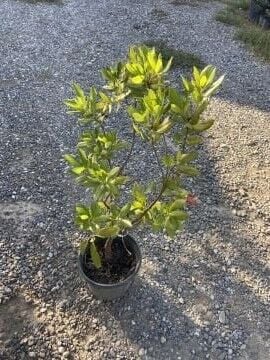 Arbutus Unedo – Koca Yemiş / Dağ Çileği Ağacı 70-100 cm