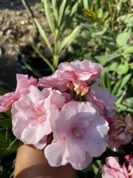 Pembe Katmerli Zakkum Fidanı (40-60 cm)