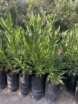 Pembe Katmerli Zakkum Fidanı (40-60 cm)