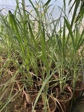 Limon Otu – Cymbopogon citratus (30-40cm)