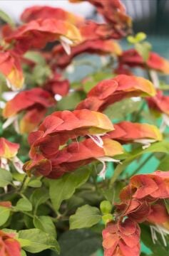 Kırmızı Karides Çiçeği (Justicia brandegeeana)