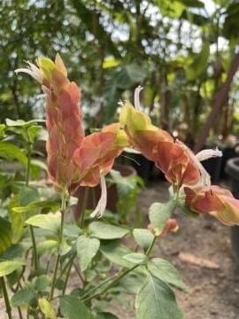 Kırmızı Karides Çiçeği (Justicia brandegeeana)