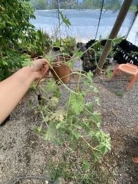 Itır Bitkisi (Pelargonium graveolens) (30-40cm)