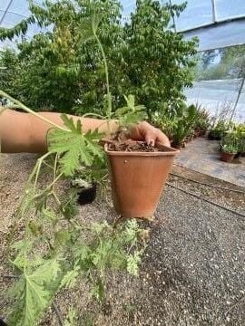 Itır Bitkisi (Pelargonium graveolens) (30-40cm)