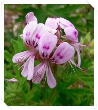 Itır Bitkisi (Pelargonium graveolens) (30-40cm)