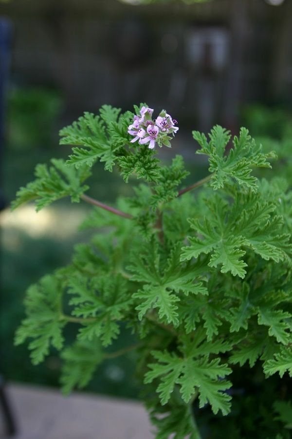 Itır Bitkisi (Pelargonium graveolens) (30-40cm)