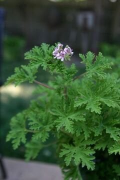 Itır Bitkisi (Pelargonium graveolens) (30-40cm)