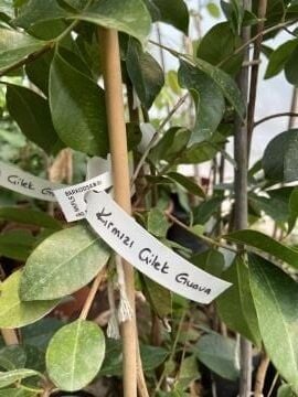 Kırmızı Guava Fidanı (Psidium guajava ‘Red’)