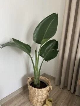 Starliçe Nicolai – Dev Starliçe (Cennet Kuşu Çiçeği)