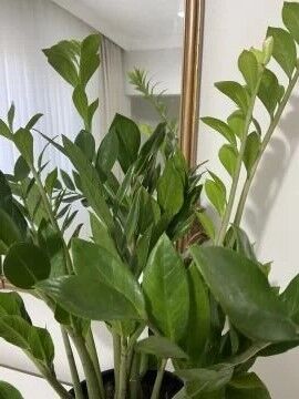 Zamioculcas Zamiifolia (Zamiya) – 10–20 cm Saksılı Fidan