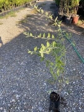 İğde Fidanı – Elaeagnus angustifolia (40-50cm)