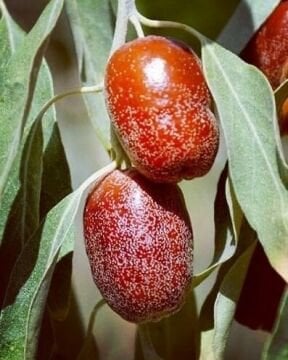 İğde Fidanı – Elaeagnus angustifolia (40-50cm)