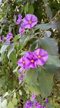 Ağaç Maviş Fidanı (Solanum rantonnetii) – Mor Mavi Çiçekli Bodur Ağaç