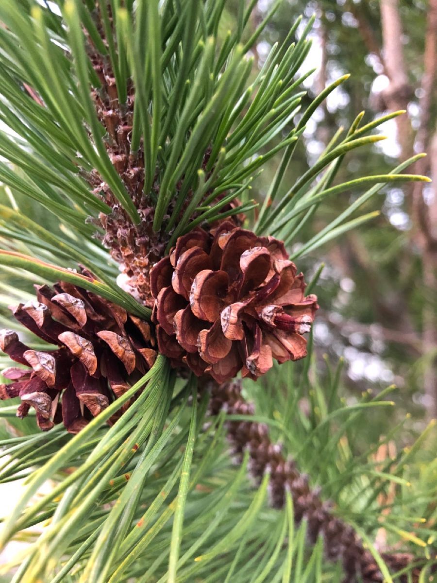 Kızılçam Fidanı (Pinus brutia) – Hızlı Gelişen Yerli Çam Türü