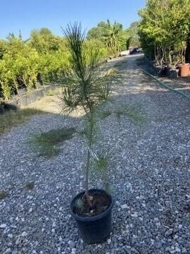 Kızılçam Fidanı (Pinus brutia) – Hızlı Gelişen Yerli Çam Türü