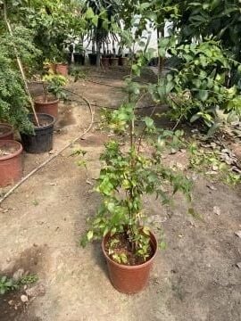 Surinam Kirazı Fidanı (Eugenia uniflora) – Tropikal Tatlı Kiraz