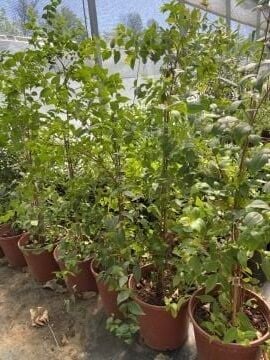 Surinam Kirazı Fidanı (Eugenia uniflora) – Tropikal Tatlı Kiraz