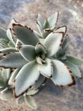 Kalanchoe Tomentosa (Panda Plant) Sukulent