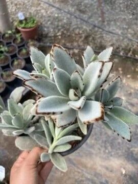 Kalanchoe Tomentosa (Panda Plant) Sukulent