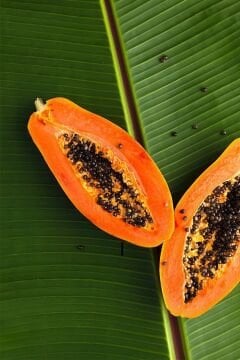 Papaya Fidanı | Tropikal Meyve