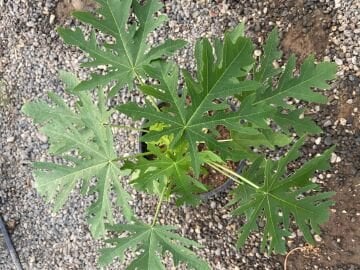 Papaya Fidanı | Tropikal Meyve