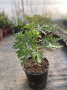 Papaya Fidanı | Tropikal Meyve