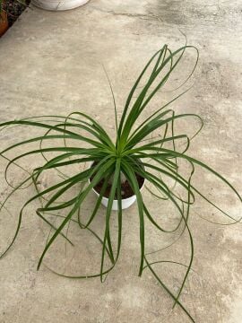 Nolina (Beucarnea Recurvata) 15-25cm