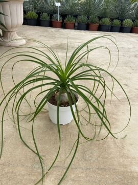 Nolina (Beucarnea Recurvata) 15-25cm