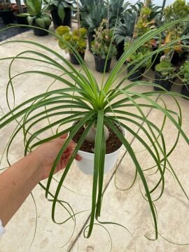 Nolina (Beucarnea Recurvata) 15-25cm