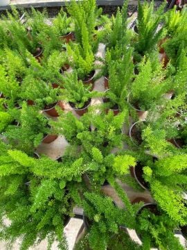 Asparagus Densiflorus Mazeppa  (Tilki Kuyruğu Eğreltisi) 10-25 cm