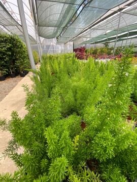 Asparagus Densiflorus Mazeppa  (Tilki Kuyruğu Eğreltisi) 10-25 cm