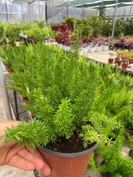 Asparagus Densiflorus Mazeppa  (Tilki Kuyruğu Eğreltisi) 10-25 cm