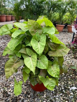 Melek Kanadı (Syngonium ‘Pixie’)