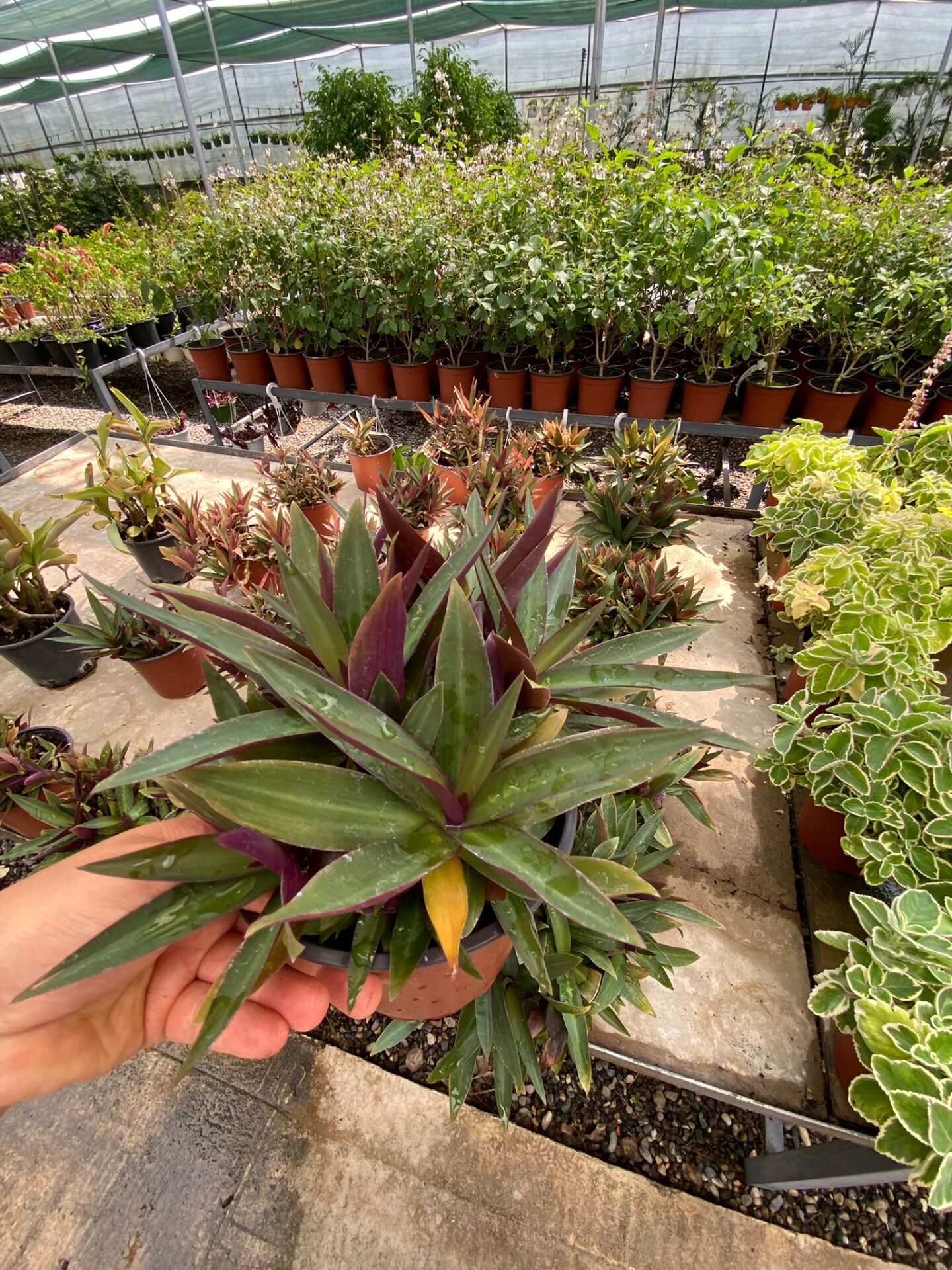 Tradescantia spathacea (Top Telgraf Çiçeği)