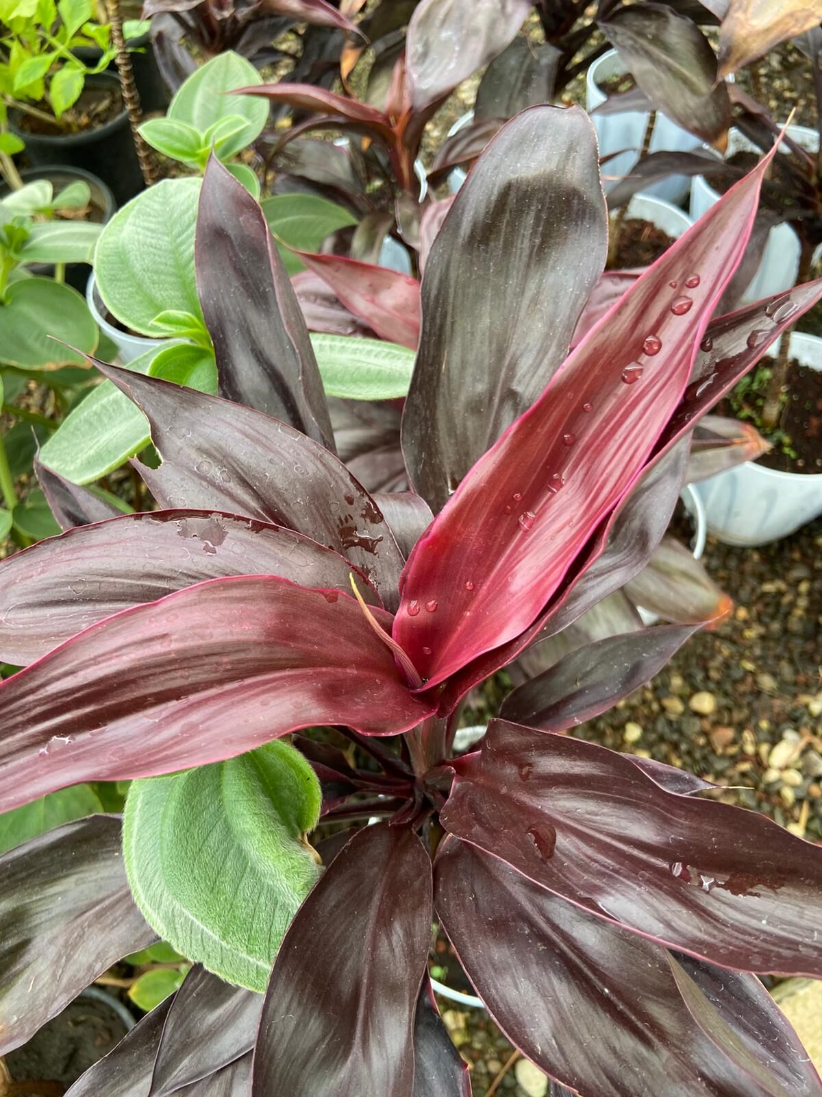 Cordyline fruticosa ‘Rumba’ (Kızıl Kardeş Çiçeği) – 30-40 cm