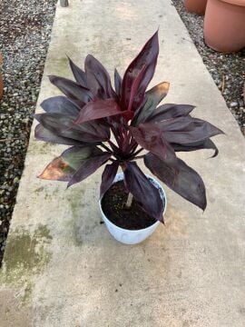 Cordyline fruticosa ‘Rumba’ (Kızıl Kardeş Çiçeği) – 30-40 cm