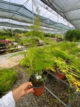 Asparagus Plumosus Nana (Cüce Kuşkonmaz)